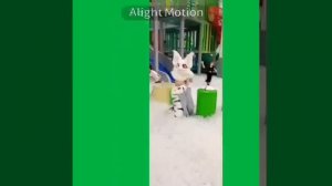 Сегодня расскажу немного о себе и о моей фурсони