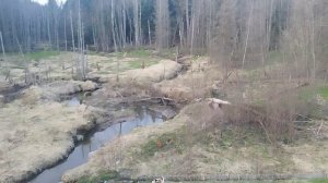 Плотина бобра