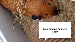 Я ПИШУ КНИГИ?!/ та самая масштабная новость (см. прошл. видео).../Морская Свинка Орешек