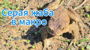 «Серая жаба в естественной среде: крупным планом»