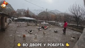 Содержание кур в домашних условиях и других птиц во дворе у Роберта 🐣🐤🦆🐔🪿🦃 (486)