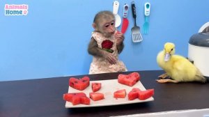 Bibi is eating watermelon with duckling