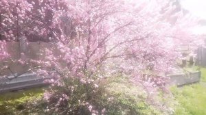 красота цветения