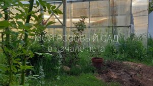 Первые розы в моём саду. Новая опора для роз.