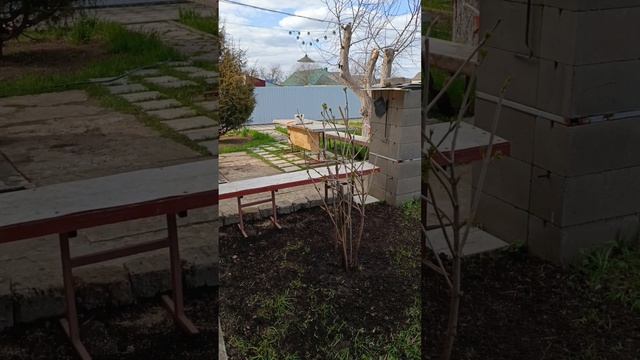 Начали ремонт навеса у кур🐓Пересадили калину🌳Рассада в теплице🍅🫑🌶Переделки по саду🪚