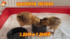 Цыплята Легбар 2 и 7 дней живут в клетке