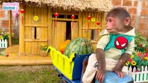 Smart BiBi harvests fruit to make watermelon yogurt for Amee