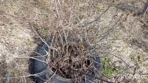//210//. Жизнь в деревне.Выкопала старые кусты ,посадила новые.