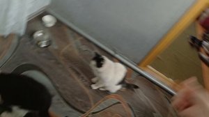 как поиграть с котом если он хочет есть?