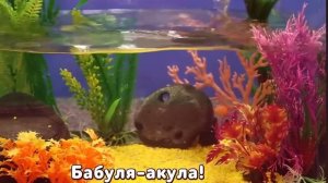 Акуленок ру-ру-ру-ру ! Детские песни для самых маленьких !!!