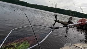 На блесну черноспинка из ложки