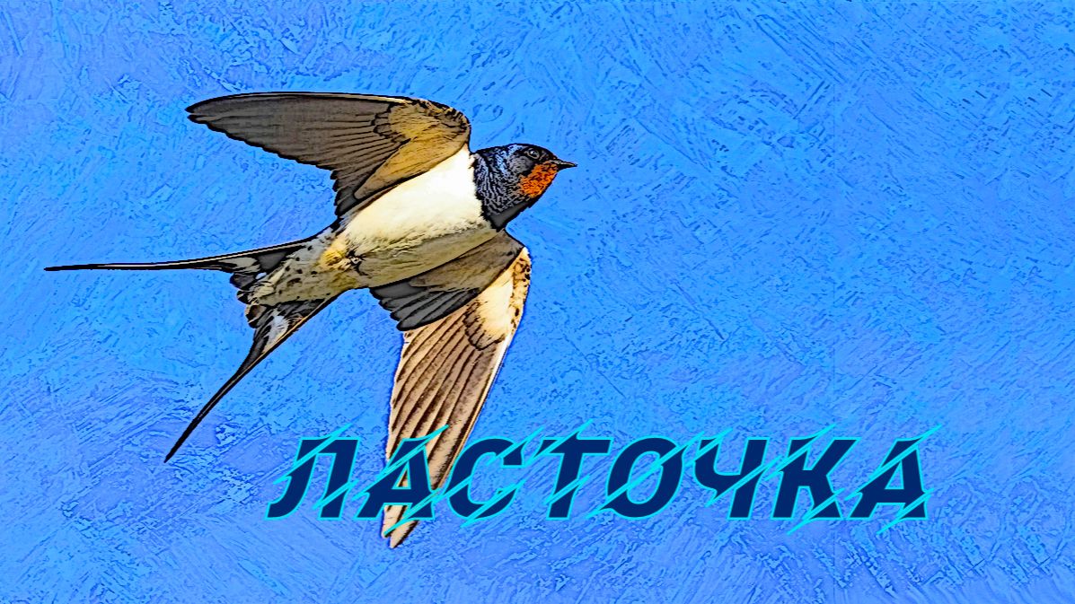 Ласточка
