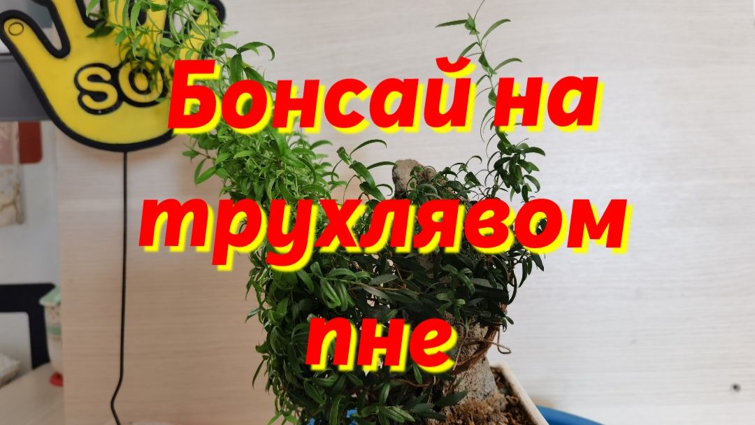 Бонсай на трухлявом пне
