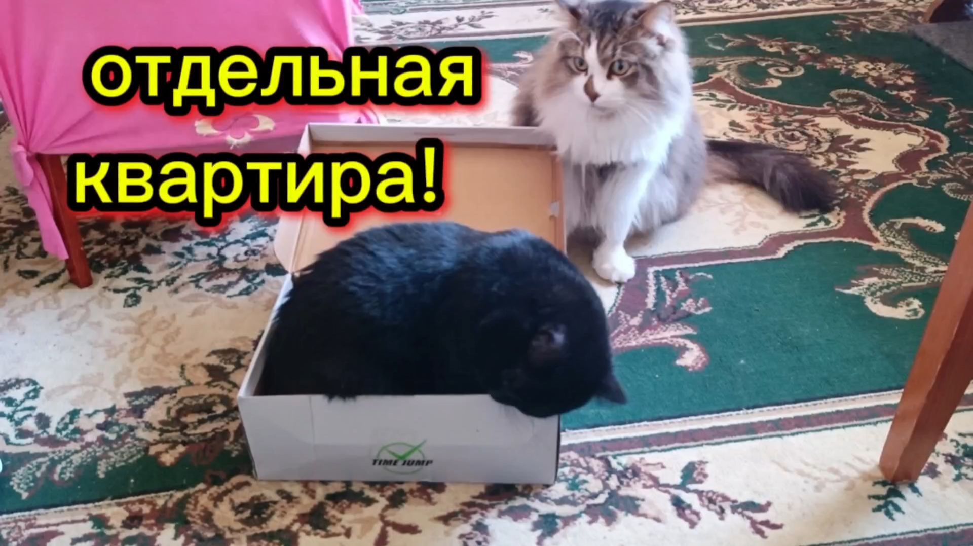 ПРИКОЛЬНЫЕ ОЗВУЧКИ.