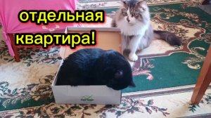 ПРИКОЛЬНЫЕ ОЗВУЧКИ.