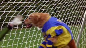 Air Bud TV_ Music Video - Beverly Staunton - Lucky Stars - from Air Bud 3_ World