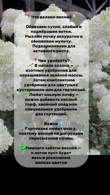 Гортензия весной