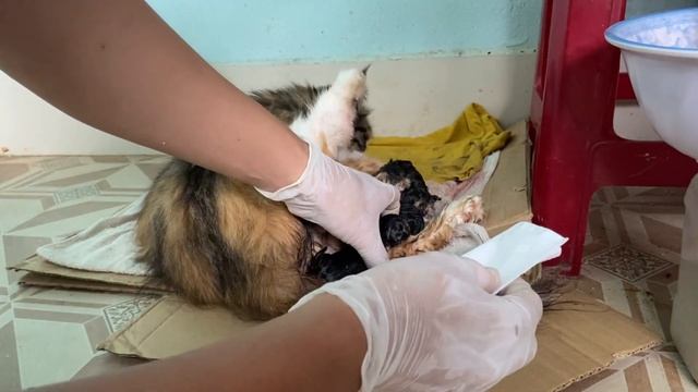 Невероятное рождение котят: появление очаровательных котят на свет.