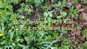 Пришло тепло. Раскрываю розы, радуюсь древовидному пиону /Vlog дача как есть 2.05.2026