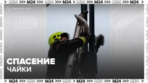 Застрявшую в уличном фонаре чайку спасли на севере Москвы - Москва 24