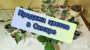 📣Продажа цветов.📦 Излишки.🌿🌷