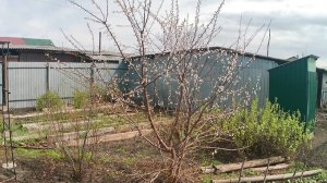 Морозостойкие абрикосы в Челябинске. Абрикосы Лель, Краснощёкий, Чемпион севера и Северный триумф.