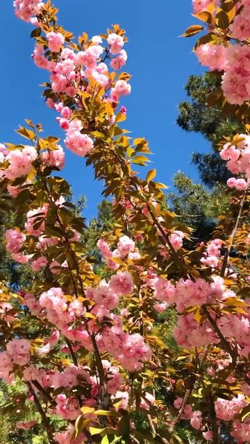 Цветение сакуры в Геленджике 🌸