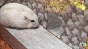 Лучшие приключения хомячка 🐹 побег от злодеев!8