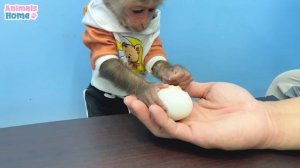 Naughty BiBi helps dad make hamburgers