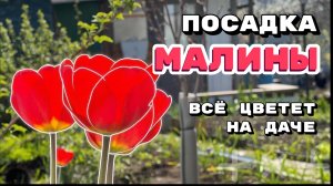 Сажаем малину в открытый грунт! 🌱