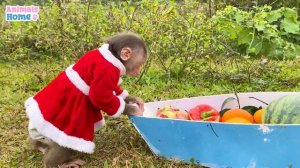 Naughty BiBi picks fruits to make fruit yogurt for Ody cat