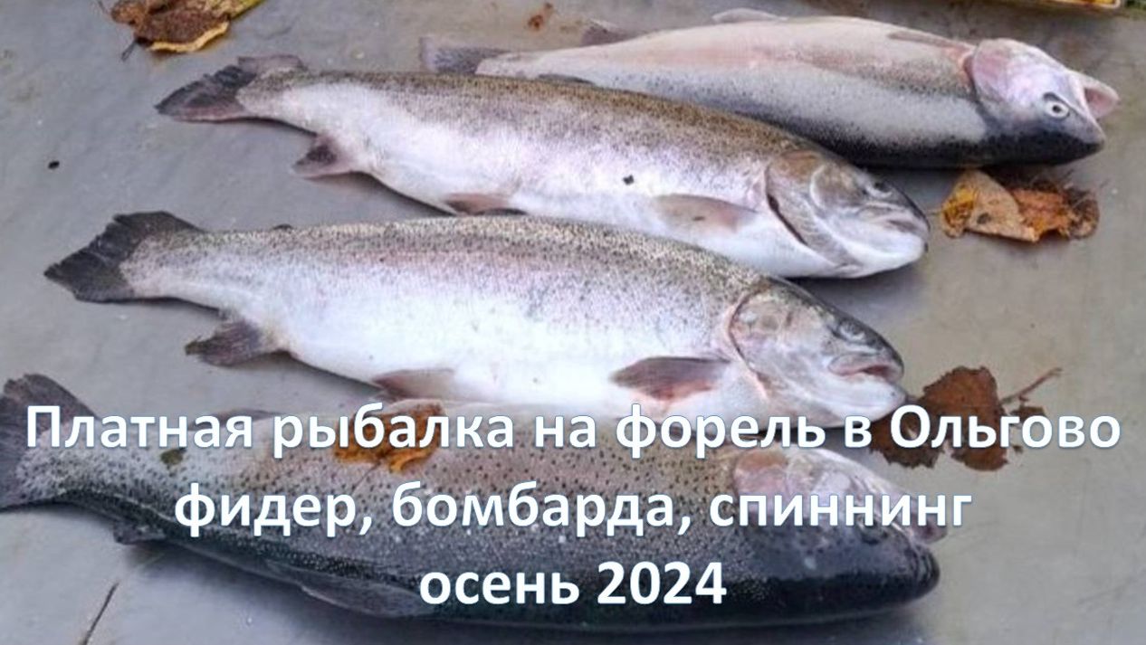 Платная рыбалка на форель в Ольгово - фидер, бомбарда, спиннинг - осень 2024