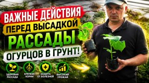 ОГУРЦЫ. ВАЖНЫЕ МОМЕНТЫ ПОДГОТОВКИ РАССАДЫ И ВЫСАДКА В ГРУНТ.