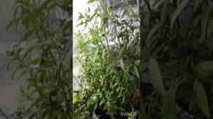 Мой огород