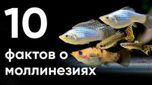 10 главных фактов о моллинезиях-который должен знать каждый!
