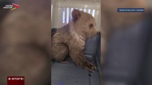 Из тяжелых условий — в добрые руки