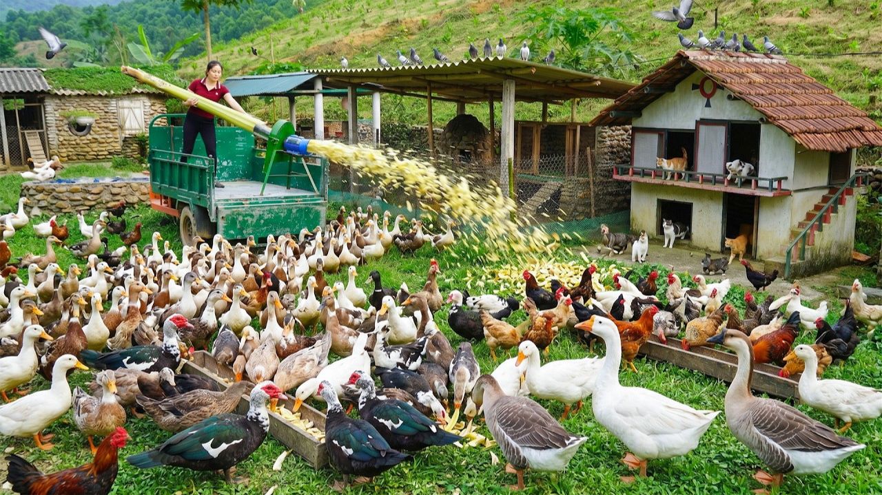 Используем грузовик, чтобы купить кукурузу, банановые деревья и корм для животных .