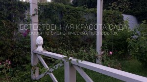 Розовый сад в последний день лета