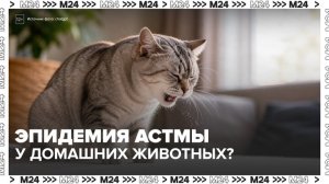Столичные ветклиники стали чаще регистрировать случаи астмы у кошек и собак - Москва 24