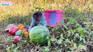 Naughty BiBi helps dad harvest fruit in the garden