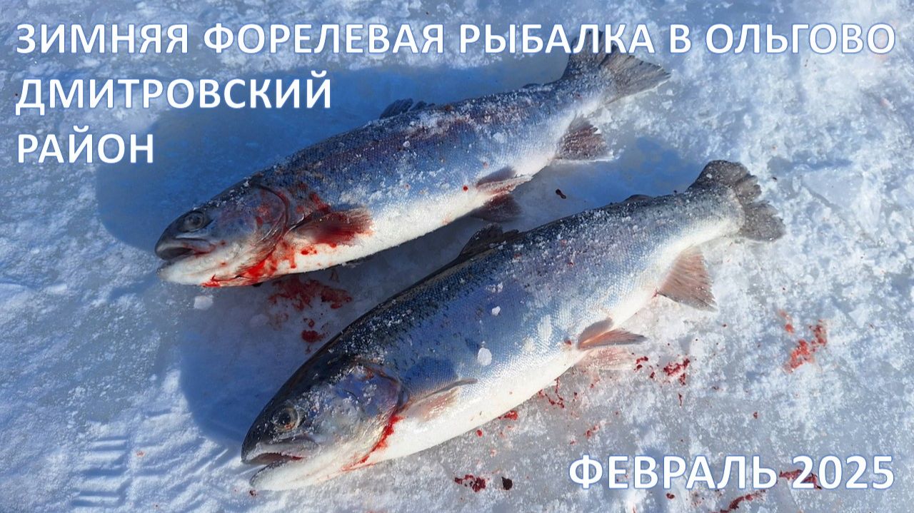 Зимняя форелевая рыбалка в Ольгово, Дмитровский район, МО - 25.02.2025