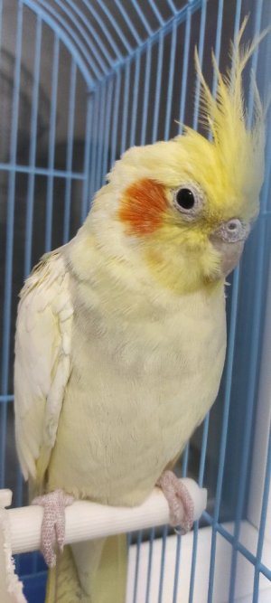 Играю