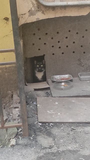 🆘 Потеряшка! Новый Котенок подросток на улице ! Срочно ищем дом или передержку. Петербург
