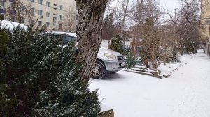 Заснеженный кустарник