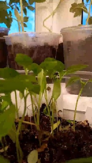 стрим  Мисс стелочка кошечка