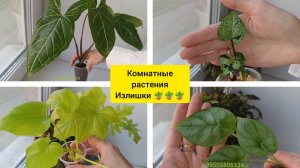 комнатные растения: излишки🪴🪴🪴