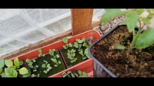 Купили рассаду. Работа в теплице. Готовлюсь к поездке.