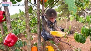 Naughty BiBi flies helicopter to harvest fruit to make watermelon juice