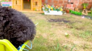 BiBi obedient takes the little puppy to harvest eggs