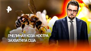 Российские пчелы спасли США от клещевого коллапса / ДОБРОВЭФИРЕ